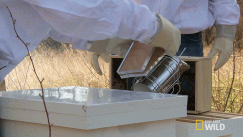 Bees Insect GIF - Bees Insect Smoking Bee GIFs