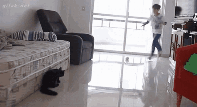 Cat Jumping GIF - Cat Jumping Playing GIFs