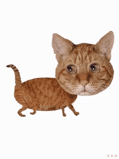 a cat with a big head is walking on a white surface
