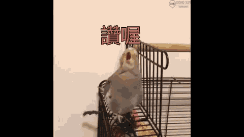 a small bird is sitting in a cage with chinese writing on the wall .