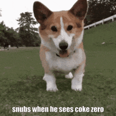 Coke Zero Snubs GIF - Coke Zero Snubs Snubs Corgi GIFs