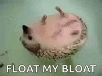 Floating Hedgehog GIF - Floating Hedgehog Float My Boat GIFs