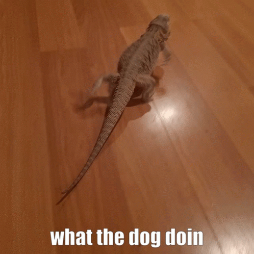 What The Dog Doin Meme GIF - What The Dog Doin Meme Lizard GIFs