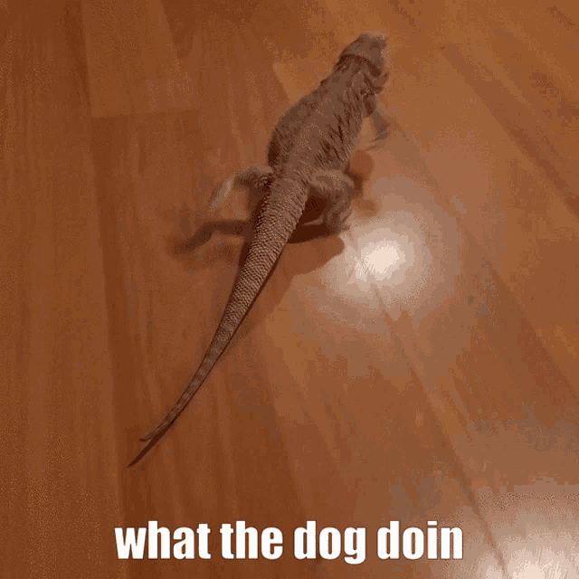 a lizard standing on a wooden floor with the words what the dog doin above it