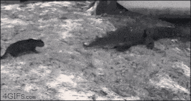 a black and white photo of a cat and a shark .