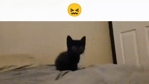 Silly Very Sad Cat GIF - Silly Very Sad Cat GIFs