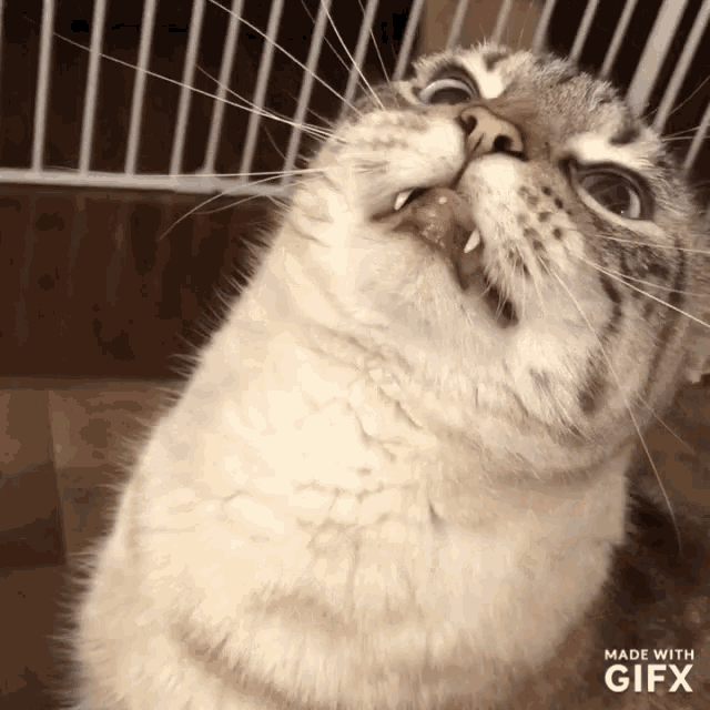 Cat Derp GIF - Cat Derp Wot GIFs