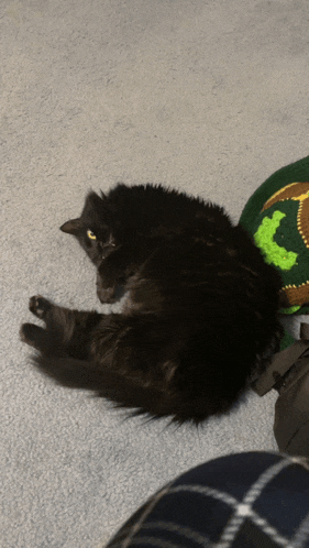 a black cat laying on the floor next to a green turtle blanket