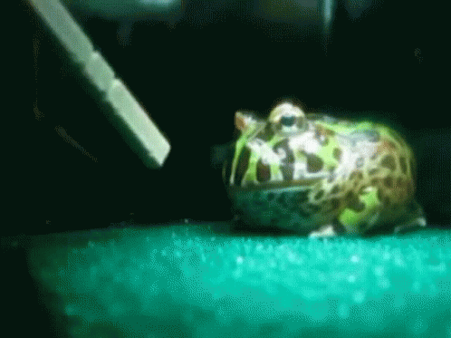 角蛙吐舌頭 South American Horned Frog Sticking Out Its Tongue GIF - Blee Raspberries吐舌頭stick Out Tongue GIFs