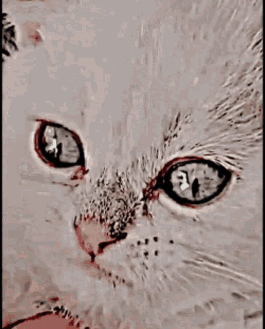 a person is holding a white cat with blue eyes