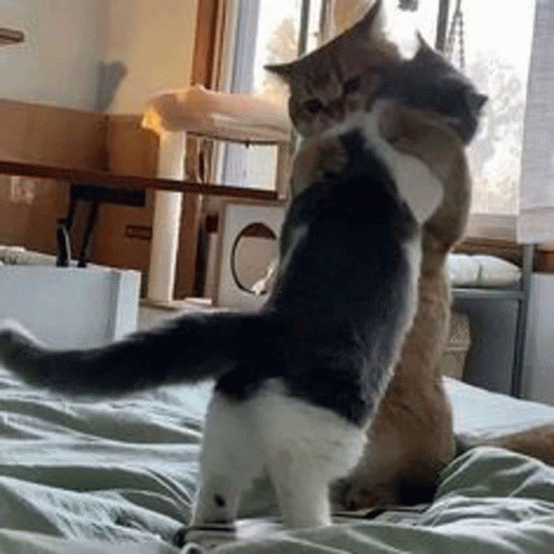 Cat GIF - Cat GIFs