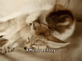 The Fox Likes It! GIF - Fox Cat Grooming GIFs