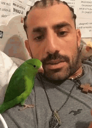 Kaysar Kiss GIF - Kaysar Kiss Parrot GIFs