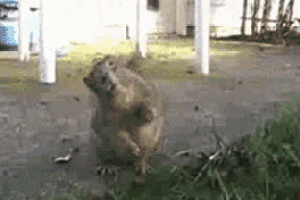 a squirrel is standing on its hind legs on the sidewalk .