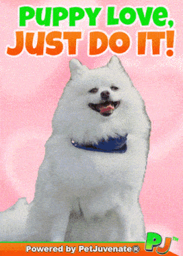 a puppy love just do it poster with a white pomeranian