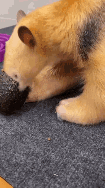 a brown and black animal is eating an avocado on a mat .