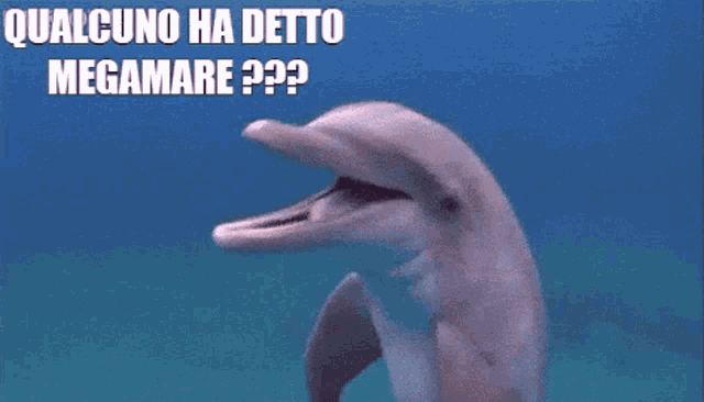 a close up of a dolphin with the words qualcuno ha detto megamare written below it