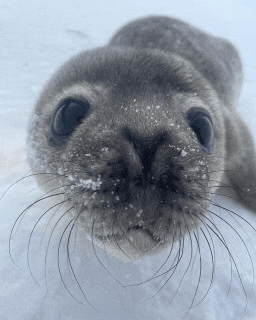 a close up of a seal 's face with snow on its nose