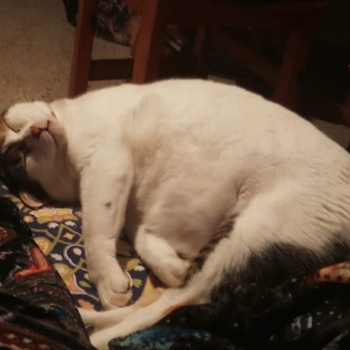 Sleeping Cat GIF - Sleeping Cat Tired GIFs