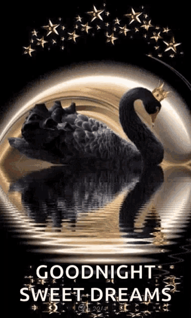 a black swan with a crown on its head is floating in the water and says goodnight sweet dreams .