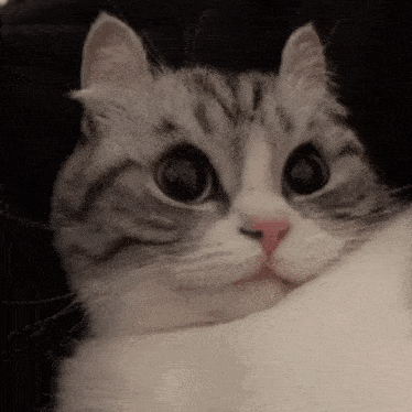 a close up of a cat laying on a pillow with its head on a pillow .