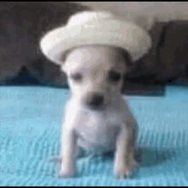 Perro Con Sombrero GIF - Perro Con Sombrero GIFs