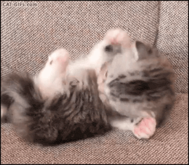 two kittens are laying on their backs on a couch