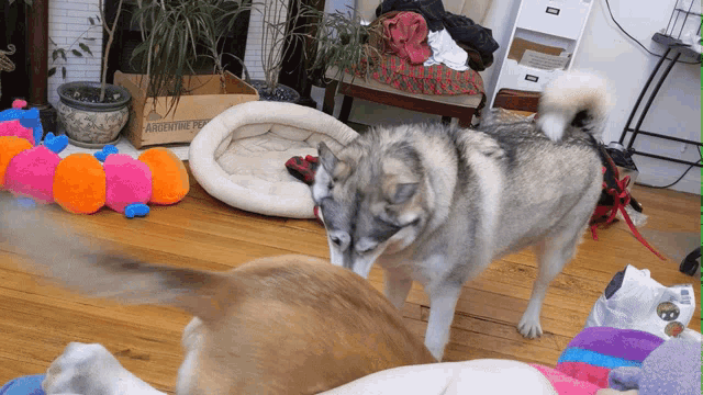 two dogs are playing in a room with a box that says argentine pets