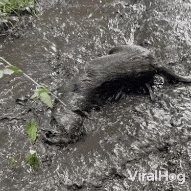 a dog is swimming in a muddy pond .