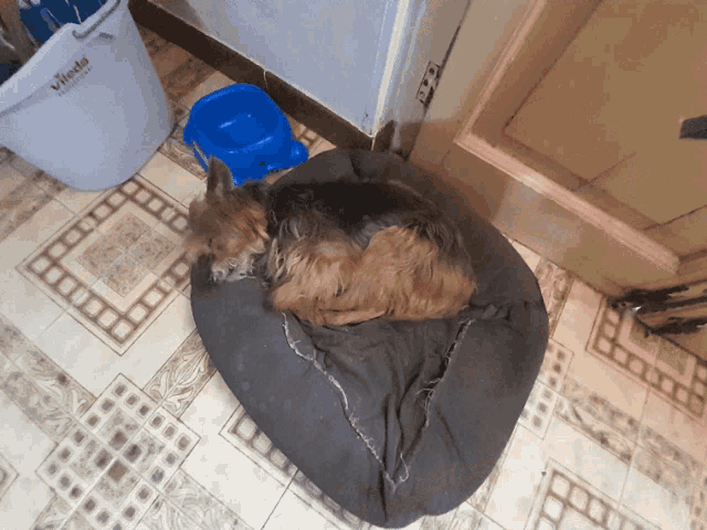 a vileda bucket sits on the floor next to a dog