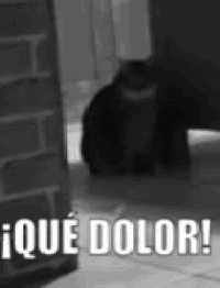 a black and white photo of a cat with a caption that says ique dolor