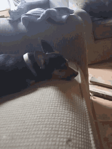 a small dog laying on a couch with a white blanket