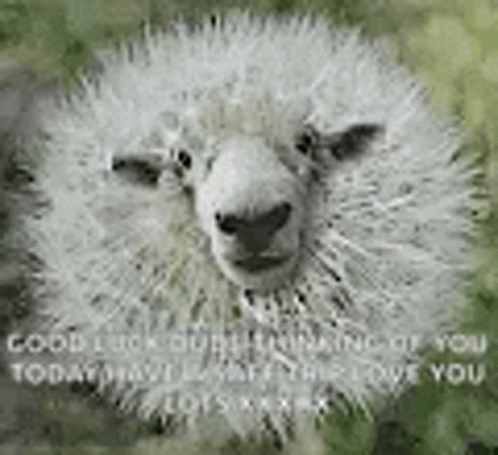 Good Luck Sheep GIF - Good Luck Sheep Thinking Of You Today GIFs