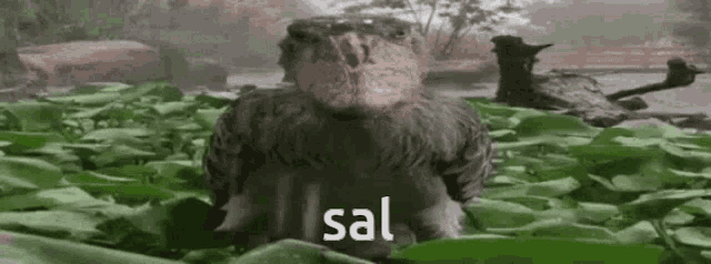 a bird is sitting in a pile of green leaves with the word sal written on it .