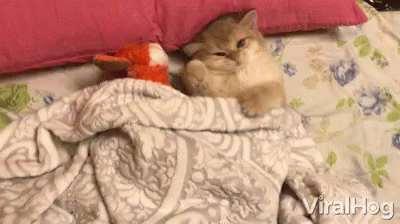 Sweet Cat Adorable GIF - Sweet Cat Adorable Appealing GIFs