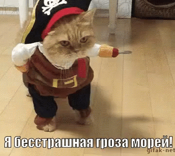 кот пират котик милашество GIF - Cat Cute Pirate GIFs