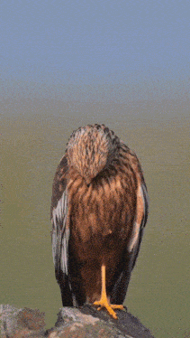 a close up of a bird with yellow eyes
