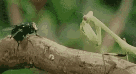 Praying Mantis GIF - Praying Mantis Bugs GIFs
