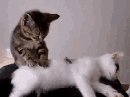 two kittens are playing with each other on a person 's back .