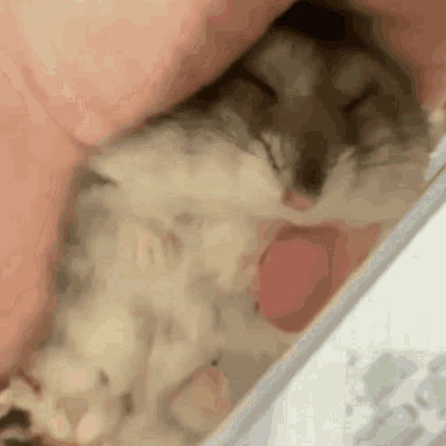 Hamster Cute Hamster GIF - Hamster Cute Hamster Sleepy GIFs