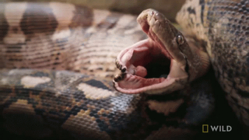 Opening Mouth National Geographic GIF - Opening Mouth National Geographic Feeding A Reticulated Python GIFs