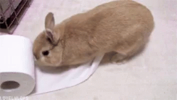 Toilet Paper Bunny GIF - Toilet Paper Bunny Funny GIFs