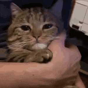 a person is holding a cat in their arms .