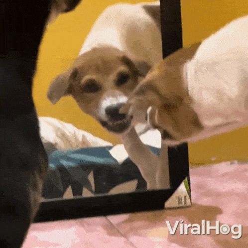 The Dog Barks At Its Reflection In The Mirror Viralhog GIF - The Dog Barks At Its Reflection In The Mirror Dog Viralhog GIFs