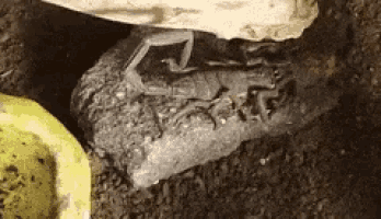 a scorpion is sitting on a rock in the dirt next to a yellow bowl .