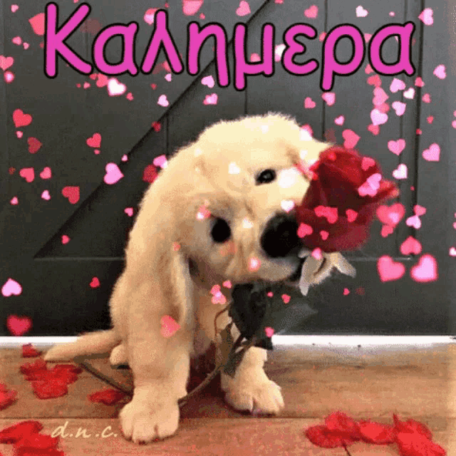 a puppy is holding a red rose in its mouth with the words " καλημερα " in pink letters