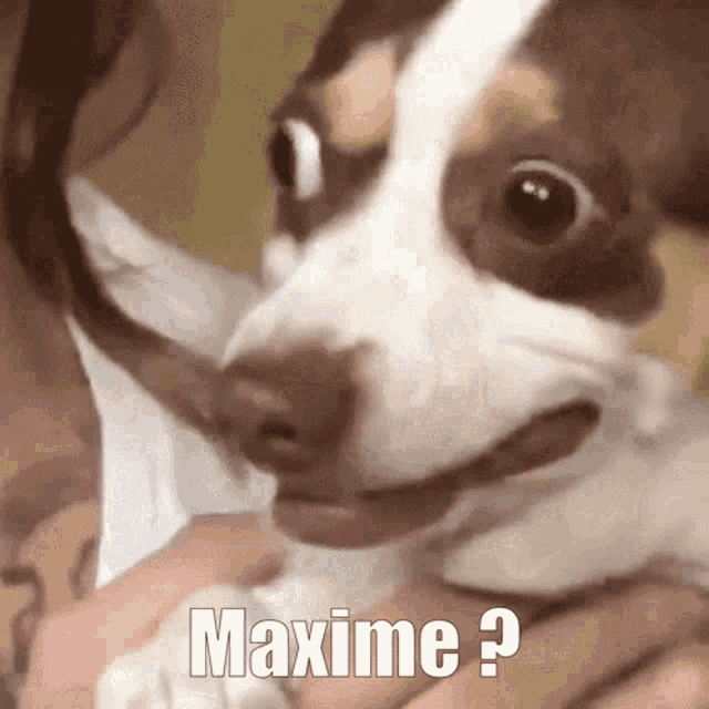 Maxime GIF - Maxime GIFs