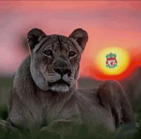 Liverpool Lioness GIF - Liverpool Lioness Pose GIFs