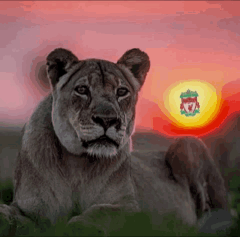 a lioness laying in the grass with the liverpool logo in the background