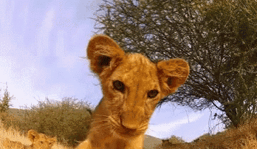 a lion cub looking at the camera with trees in the background